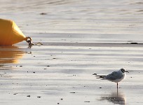 sel de gurande, fleur de sel de gurande : mouette sur la plage